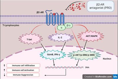 Repurposing beta-blockers for combinatory cancer treatment: effects on conventional and immune therapies